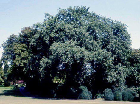 La Grande Quercia, vecchia di oltre 400 anni sigurta_10