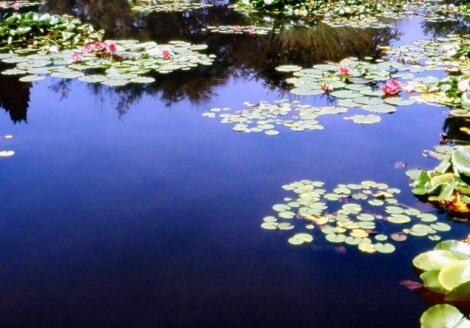 Le ninfee che compongono quadri alla Monet sigurta_3