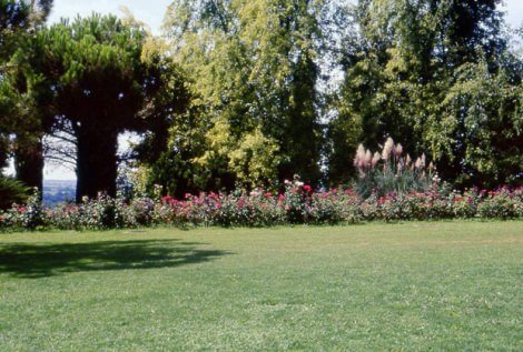 Un tratto del viale delle rose sigurta_5