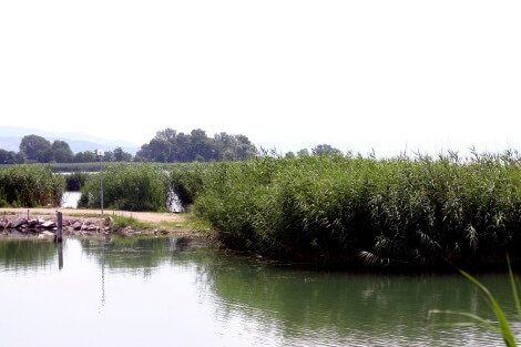 I canneti lacustri, in mezzo ai quali finiscono i legionari romani tuoro3