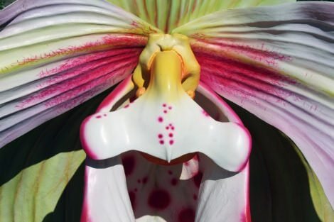 Particolare del labello, arma seduttiva dell’orchidea per adescare gli insetti quinn_7