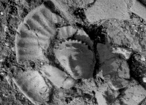 Un'antefissa della domus arcaica gonfienti2_antefissa