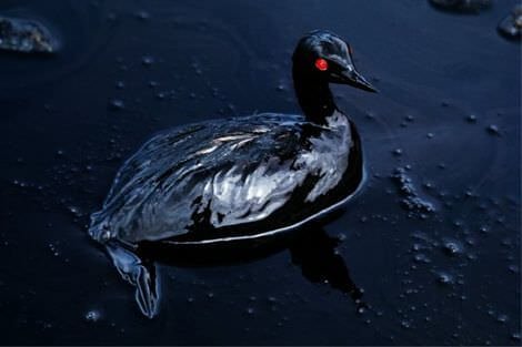 Steve McCurry, Bird dying in an oil spill off the coast of Saudi Arabia mccurry_4