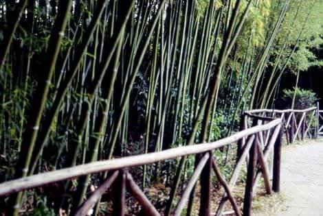 Il canneto, evocato dal poeta in molti versi pascoli_02