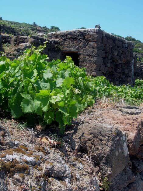 Una delle minuscole costruzioni riservate agli animali pantelleria_13