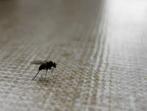 Foto di Yannick Moore mosca_1