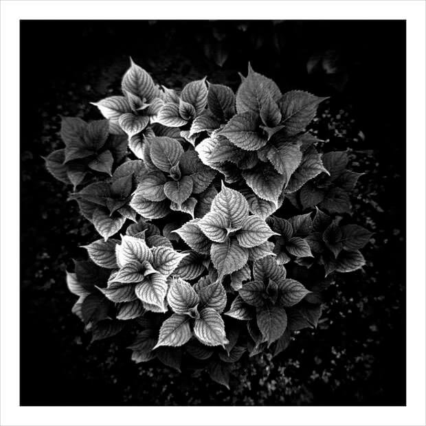 FioriNeriCastelDelLupo