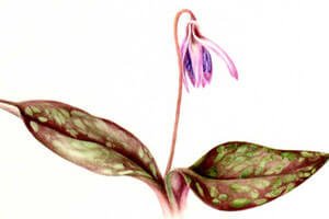 pittura-botanica_ante