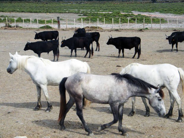 Camargue_6