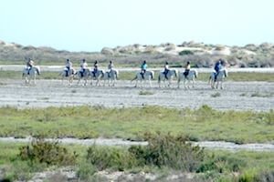 Camargue_4_ante