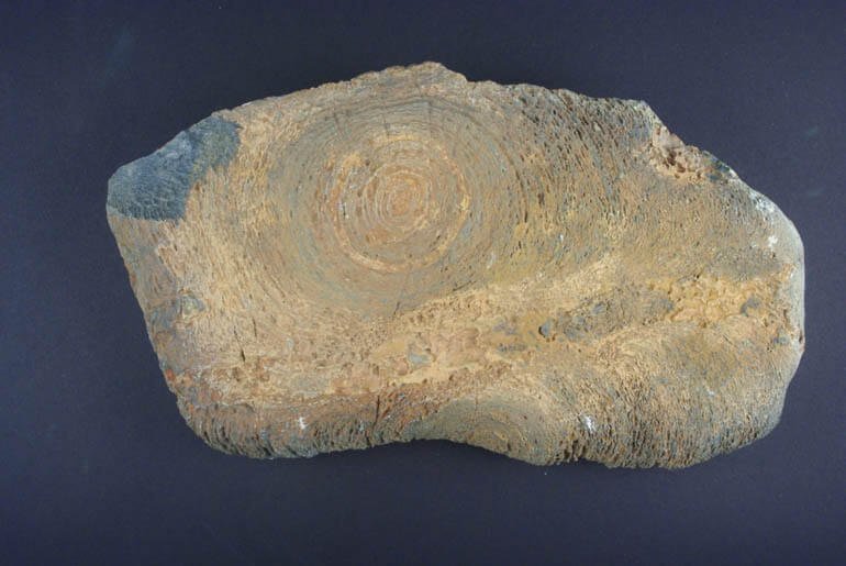 Principio_23_stromatolite
