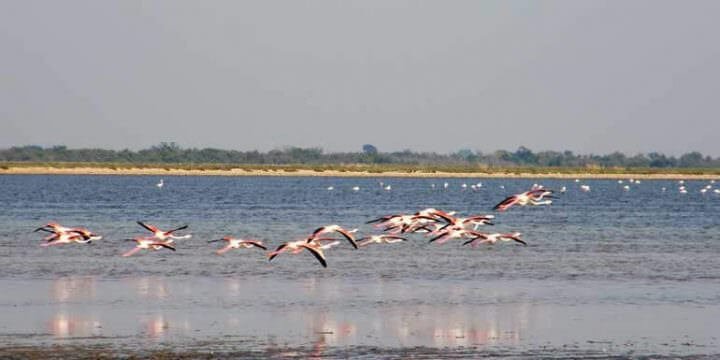 fenicotteri in Camargue
