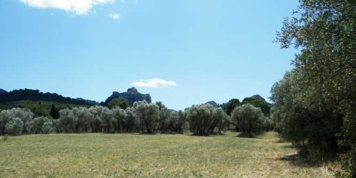 un paesaggio vangoghiano