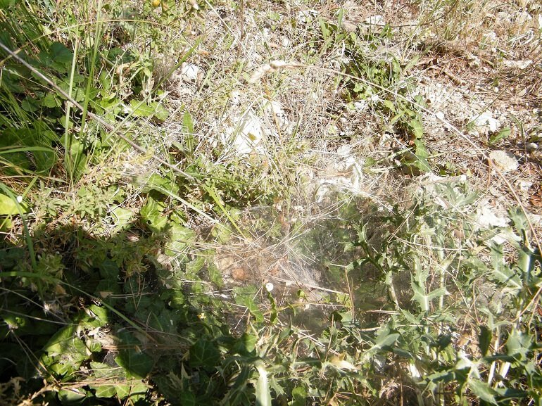 tele di ragno cotonose ai lati del sentieri