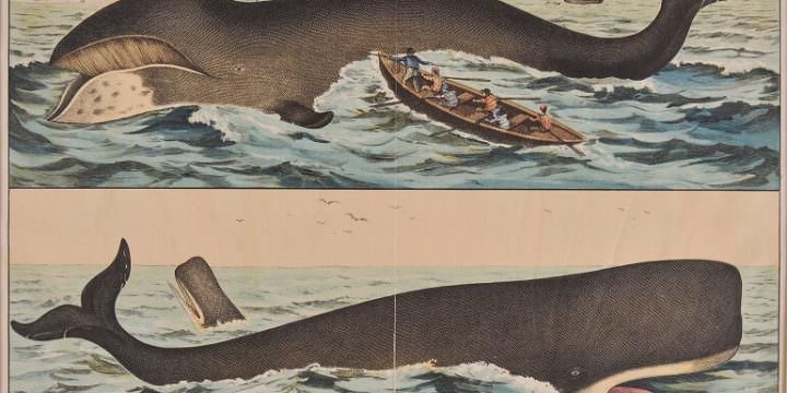 Una stampa di balene