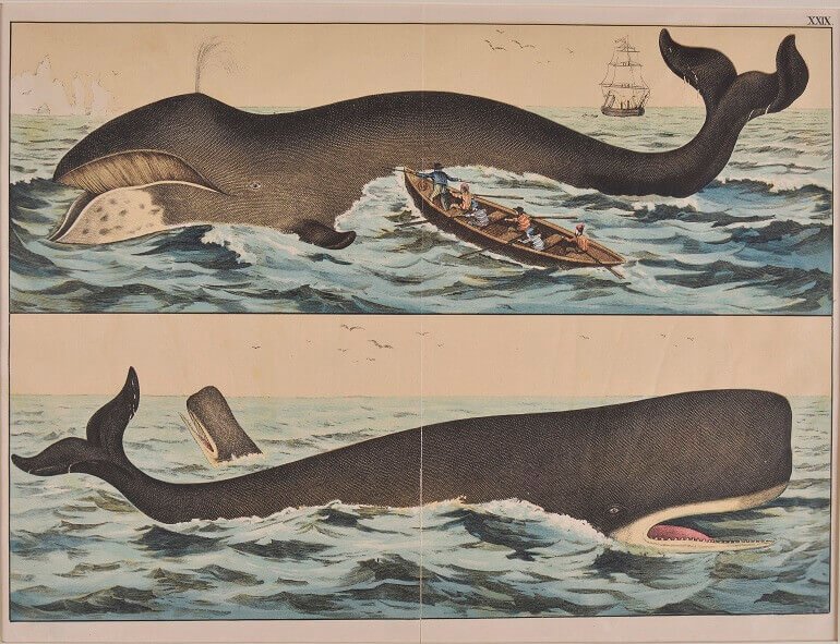 Una stampa di balene