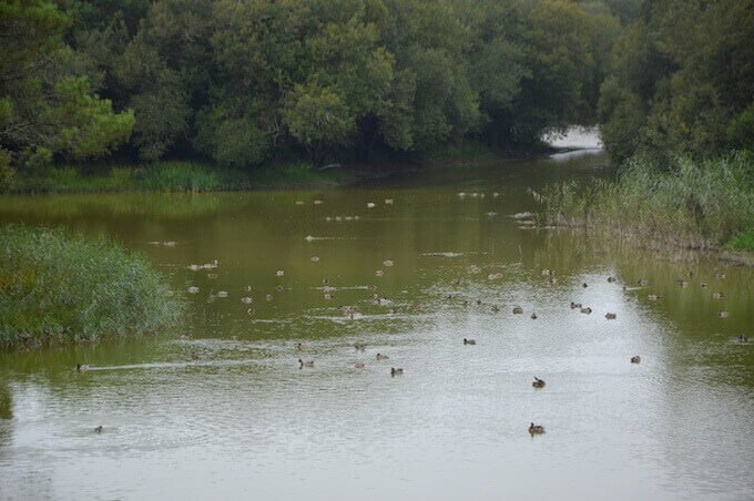 Anatidi nello stagno della Riserva Naturale delle dune di São Jacinto ad Aveiro
