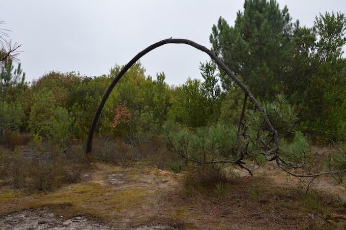 La riserva naturale di São Jacinto ad Aveiro in Portogallo: un fusto piegato a balestra