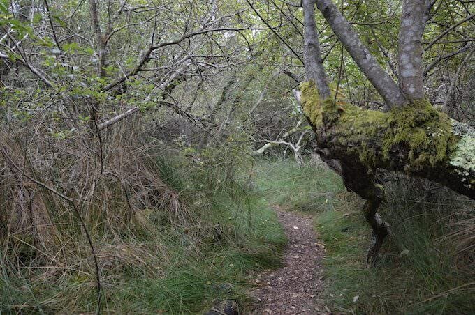 Un sentiero nella Riserva Naturale di São Jacinto ad Aveiro, in Portogallo