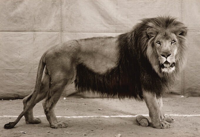 Balthasar Burkhard, Löwe (Leone), 1996