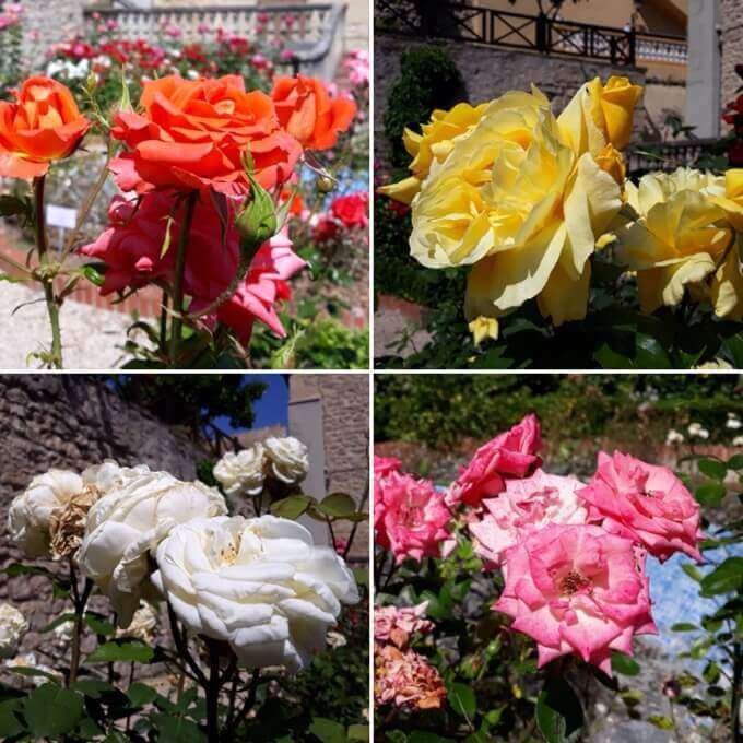 Le rose del giardino botanico di Miranda de Ebro