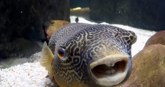 Un pesce dell'acquario di Saragozza