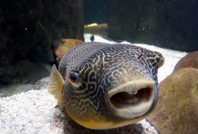 Un pesce dell'acquario di Saragozza