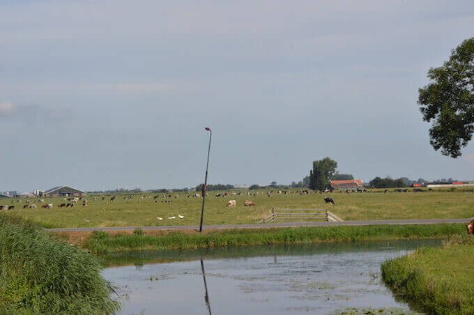 Olanda: verdi pascoli fuori dal paese