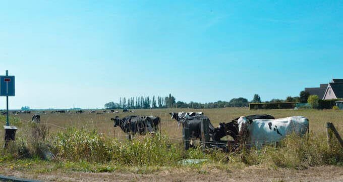 Bovini al pascolo nei pressi di Warns, in Olanda
