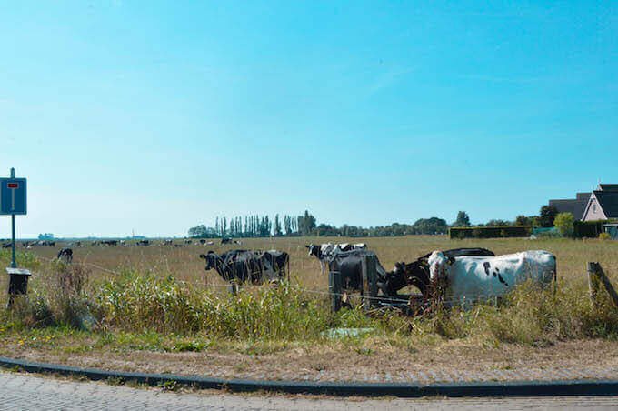 Bovini al pascolo nei pressi di Warns, in Olanda