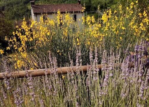 Ginestre e lavande in una valle appenninica