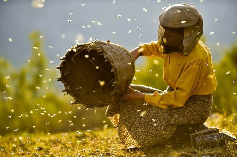 Un'immagine del documentario "Honeyland. Il regno delle api"