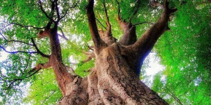 Il Grande Faggio, Monte Caio, Tizzano (PR), ph Alberto Zinelli, Apocromatico, credit Alberi in Cammino