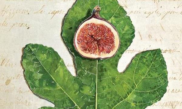 Antonio Pascale, La foglia di fico, Einaudi