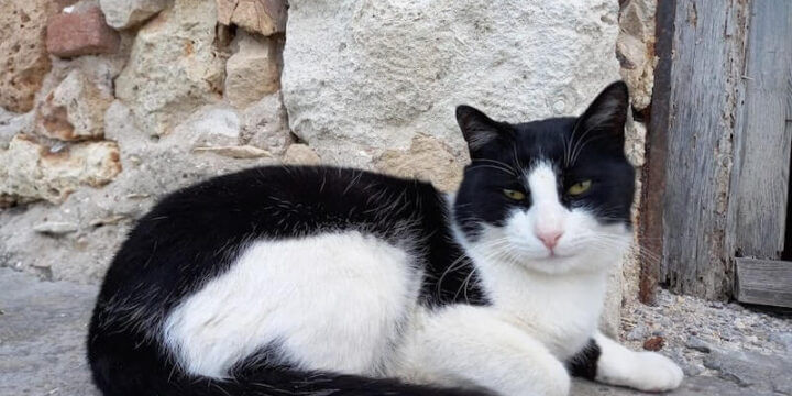 Un gatto bianco e nero a Chanià (Creta)