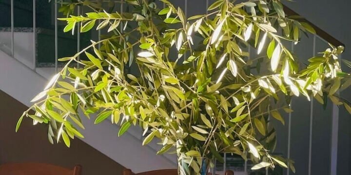 Vaso con rami di ulivo