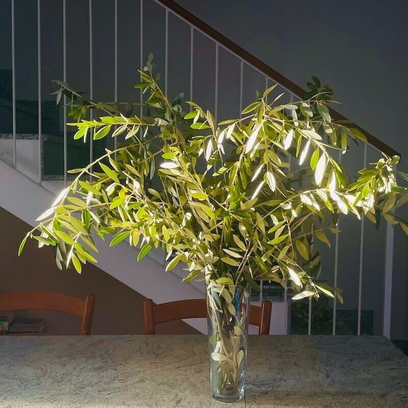 Vaso con rami di ulivo