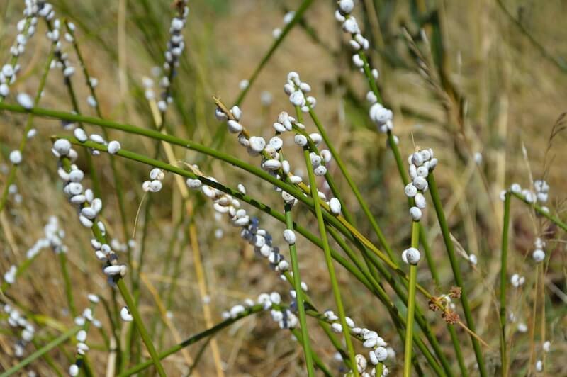 Chiocciole nell'Espace Naturel Sensible de la Garrigue in Provenza