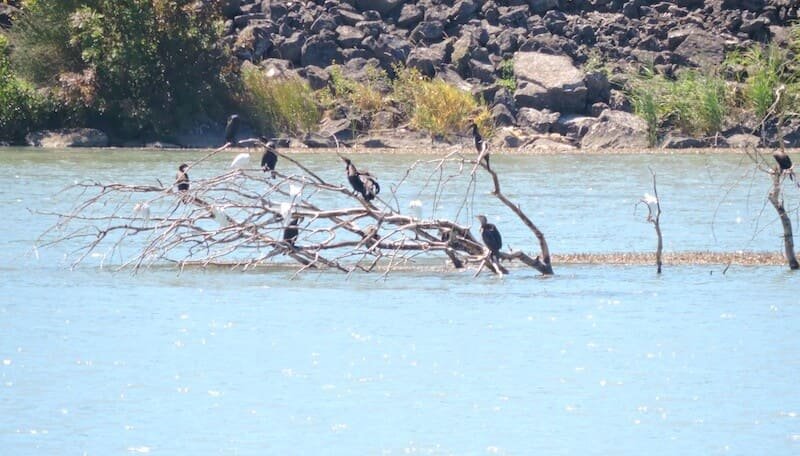 Garzette e cormorani nell'Espace Naturel Sensible de la Garrigue in Provenza