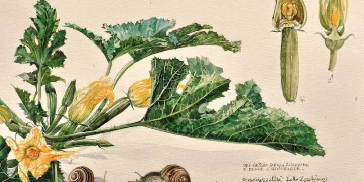 Stefano Faravelli, Cucurbita pepo