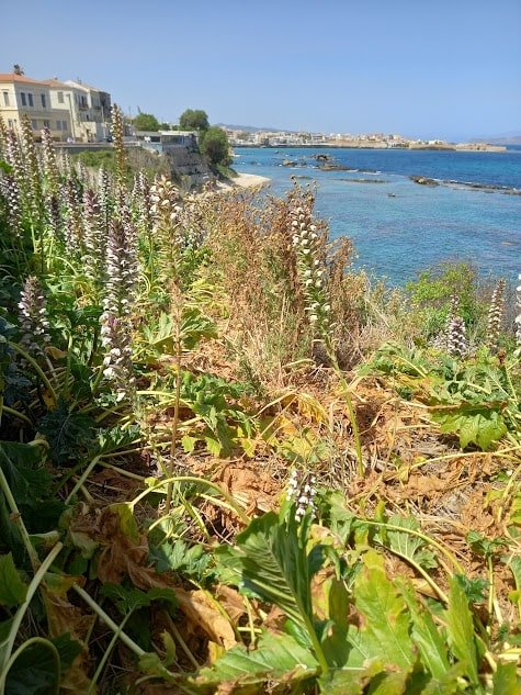 Acanti a Chanià, sull'isola di Creta