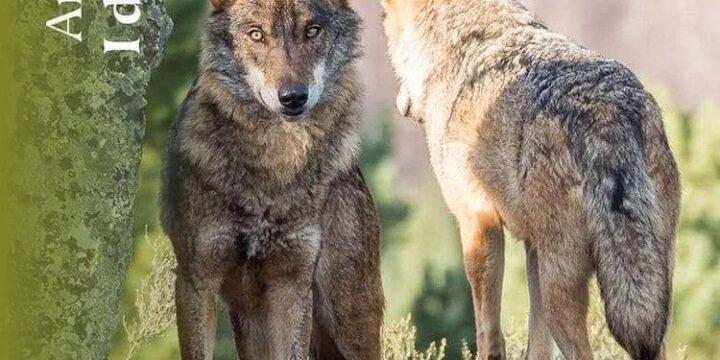 Andrea Cassini, I diari del lupo, Nottetempo